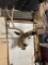 Mule Deer Shoulder Mount Taxidermy 