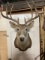 Whitetail Deer Shoulder Mount Taxidermy 
