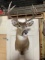 Whitetail Deer Shoulder Mount Taxidermy 