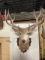 Mule Deer Shoulder Mount Taxidermy 