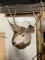 Mule Deer Shoulder Mount Taxidermy 