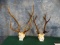 Two Sets of Asian Sika Deer Antlers Taxidermy ( 2 x $ )