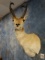 Boone & Crockett Pronghorn Antelope Shoulder Mount Taxidermy