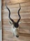 African Addax Antelope Shoulder Mount Taxidermy **TEXAS RESIDENTS ONLY**