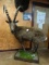 Awesome Siberian Ibex Full Body Mount Taxidermy