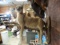 Beautiful African Caracal Cat Full Body Mount Taxidermy