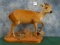 African Red Duiker Full Body Mount Taxidermy