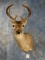 Coues Deer Shoulder Mount Taxidermy