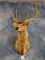 Moluccan Rusa Deer Shoulder Mount Taxidermy