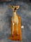 African Southern Bush Duiker Half Body Mount Taxidermy