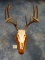 12pt. Whitetail Deer Skull on Wall Pedestal Panel Taxidermy