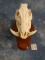 Very Large Wild Boar Skull on Wall Pedestal Panel Taxidermy