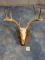 Extra Large 8 point Whitetail Deer Skull on Wall Pedestal Panel Taxidermy.