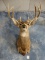 Nice Quality West Texas Desert Mule Deer Shoulder Mount Taxidermy