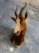 African Bontebuck Shoulder Mount Taxidermy **TEXAS RESIDENTS ONLY**