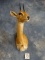 African Oribi Antelope Shoulder Mount Taxidermy