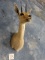 South African Vaal Rhebok Antelope Shoulder Mount Taxidermy