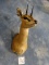 African Klipspringer Pygmy Antelope Shoulder Mount Taxidermy