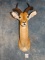 African Southern Impala Ram Shoulder Mount Taxidermy