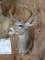 Arizona Coues Deer Shoulder Mount Taxidermy