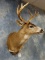 Alaskan Sitka Blacktail Deer Shoulder Mount Taxidermy