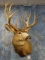 Vintage New Mexico 208 Gross Mule Deer Shoulder Mount Taxidermy