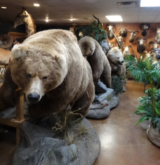 Taxidermy Auction