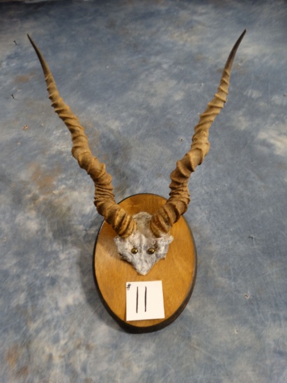 Set of Black Antelope Horns on Plaque Taxidermy