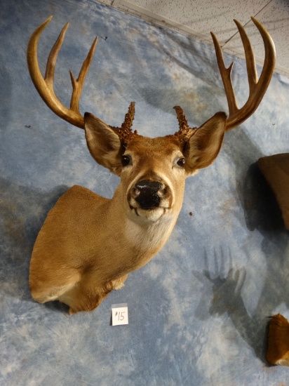 10 point Whitetail Deer Shoulder Mount Taxidermy