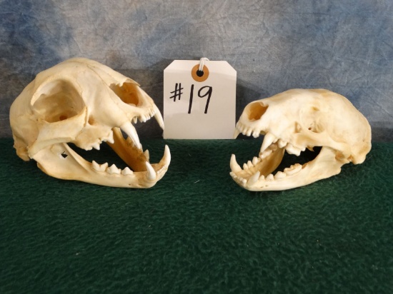 Bobcat and Badger Skulls Taxidermy ( 2 x $ )