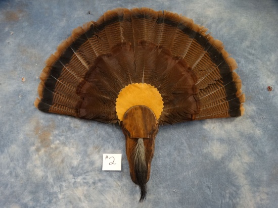 Wild Turkey Tail & Beard Mount on Panel Taxidermy
