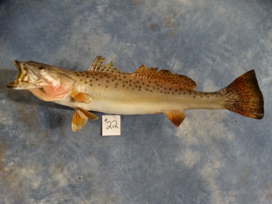 23" Real Skin Spotted SeaTrout Fish Mount Taxidermy