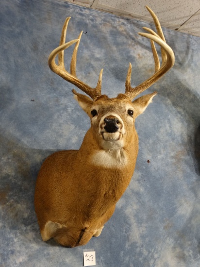 10 point Ilinois Whitetail Deer Shoulder Mount Taxidermy