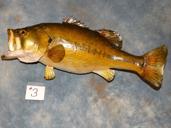 5 1/2" Lbs. Largemouth Bass Fish Mount Taxidermy