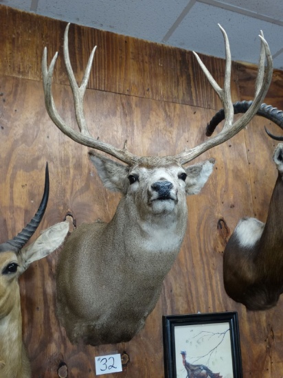 4 x 4 Wyoming Mule Deer Shoulder Mount Taxidermy