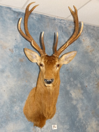 6x 5 Spanish Red Stag Shoulder Mount Taxidermy