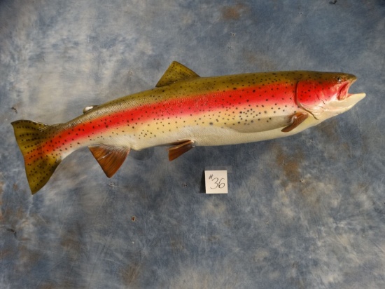 Beautiful Steelhead " Extra Large Rainbow Trout 32 1/2" Fibergalss Reproduction Fish Mount Taxidermy