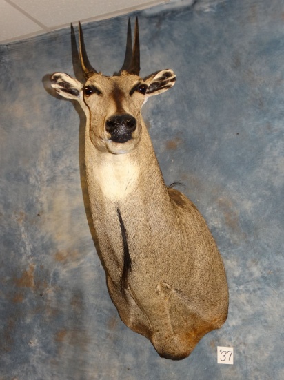 Nilgai Antelope Shoulder Mount Taxidermy