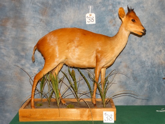 African Natal Red Duiker Full Body Mount Taxidermy