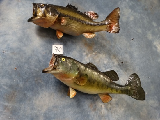 Two 5 & 5 1/2 Lbs. Real Skin Largemouth Bass Taxidermy Fish Mount 20 1/4" & 21 1/2" ( 2 x $)