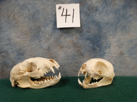 African Genet and Civet Skulls Taxidermy ( 2 x $ )