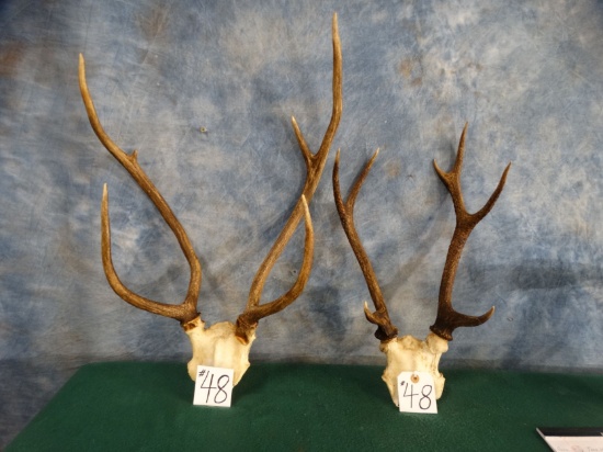 Two Sets of Asian Sika Deer Antlers Taxidermy ( 2 x $ )