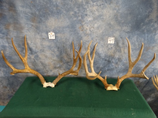 Two Good Sets of Mule Deer Antlers Taxidermy ( 2x $ )
