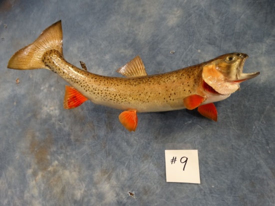 15" Real Skin Brown Trout Fish Mount Taxidermy