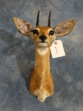 African Steinbuck Pygmy Antelope Shoulder Mount Taxidermy