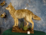 Brand New Large Nebraska Northern Coyote Full Body Mount Taxidermy