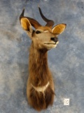African Southern Nyala Shoulder Mount Taxidermy