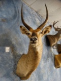 Defassa Waterbuck Shoulder Mount Taxidermy with Record Class Horns!