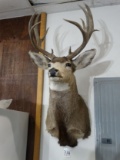 12 point Rocky Mountain Mule Deer Shoulder Mount Taxidermy