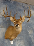 12 point South Texas Double Drop Whitetail Deer Shoulder Mount Taxidermy